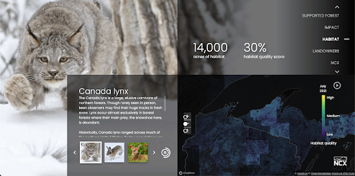Summer 2021 impact dashboard map, picture, and facts about the Canada lynx and new high quality habitat in the United States, enrolled in the Natural Capital Exchange