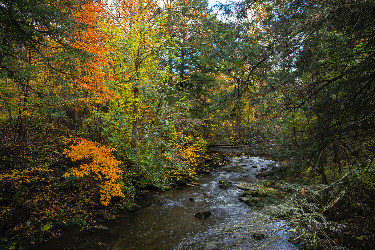 A stream meanders through a Pennsylvania forest with trees' leaves changing colors from green to yellow and orange