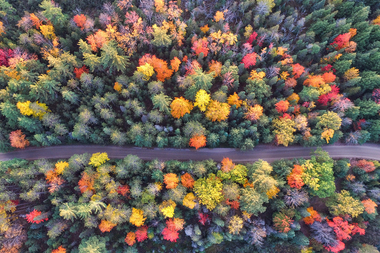 Aerial view of trees changing colors in autumn with a road running through the middle