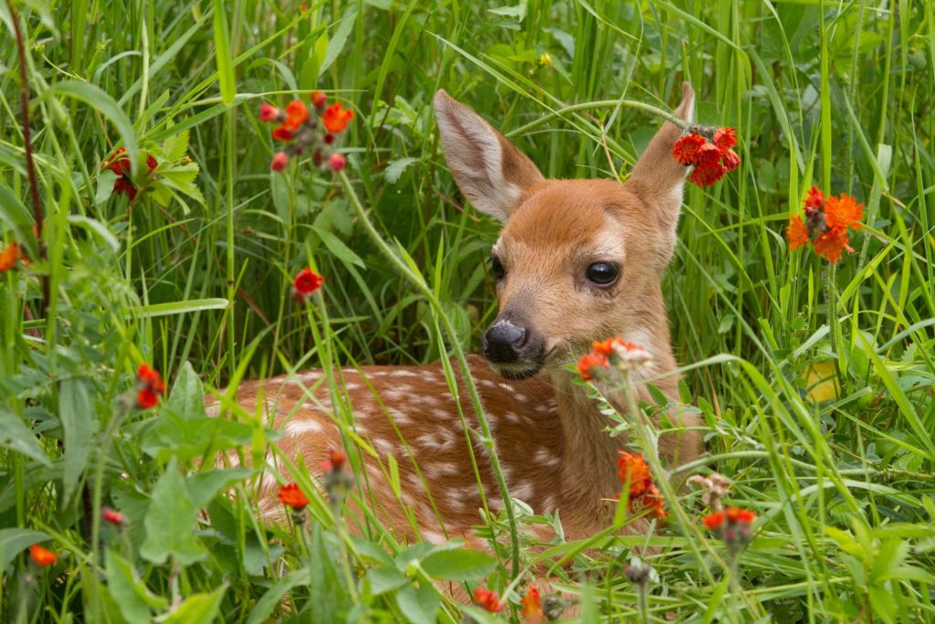 baby white tailed deer sits in the grass