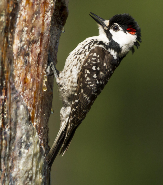 ed cockaded woodpecker on a tree