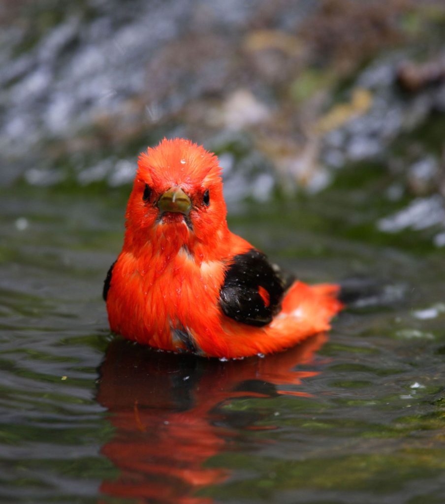 scarlet tanager sits in a pool of water