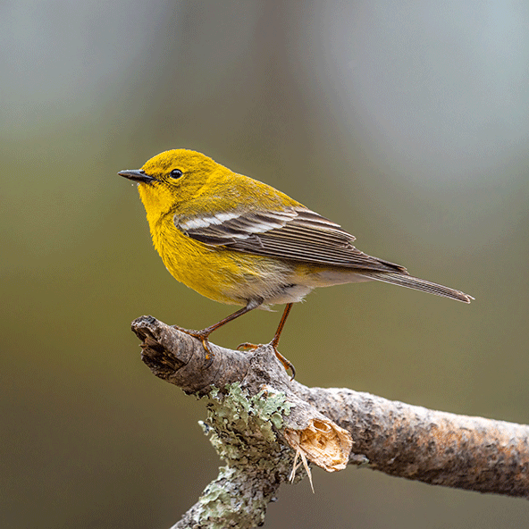 A yellow Kentucky warbler sits on a branch