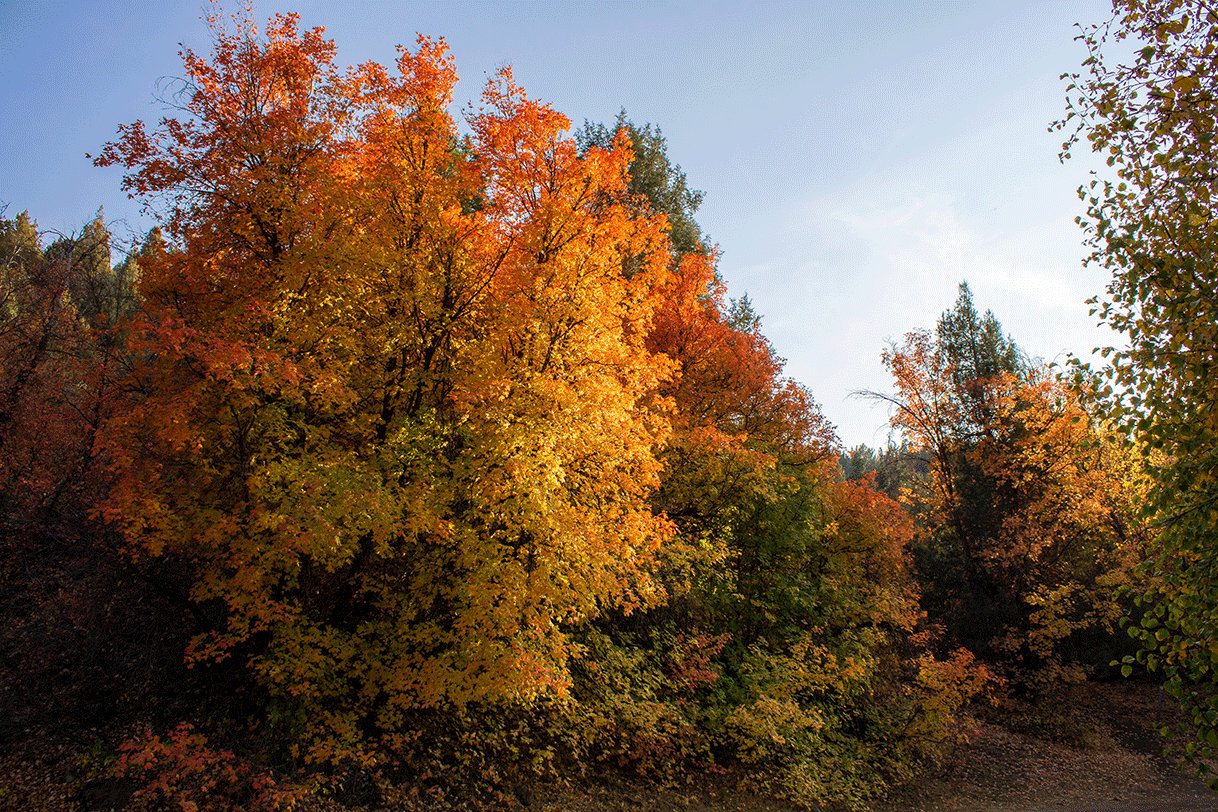 A stand of trees changes colors from green to yellow and orange in autumn