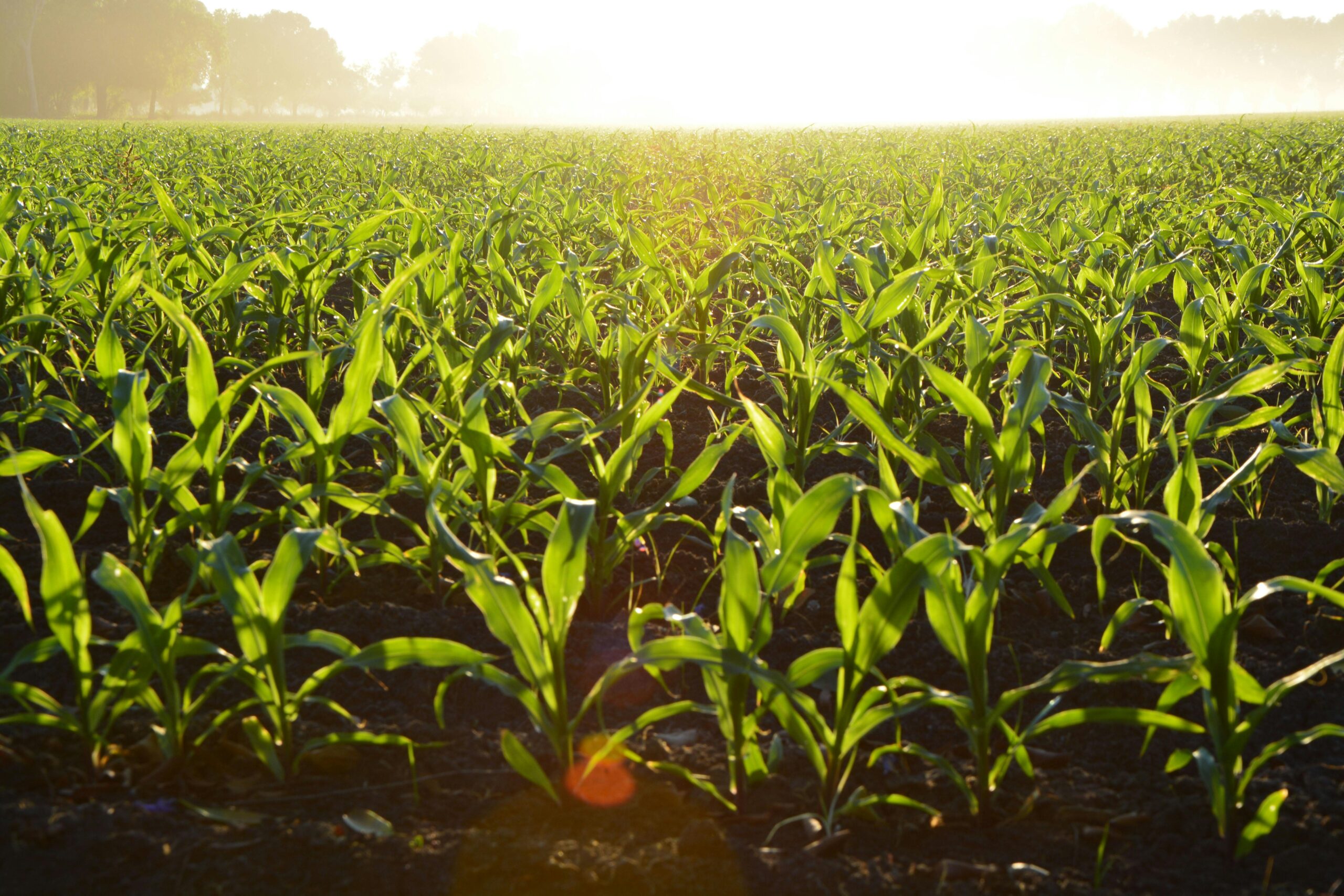 Cover crops